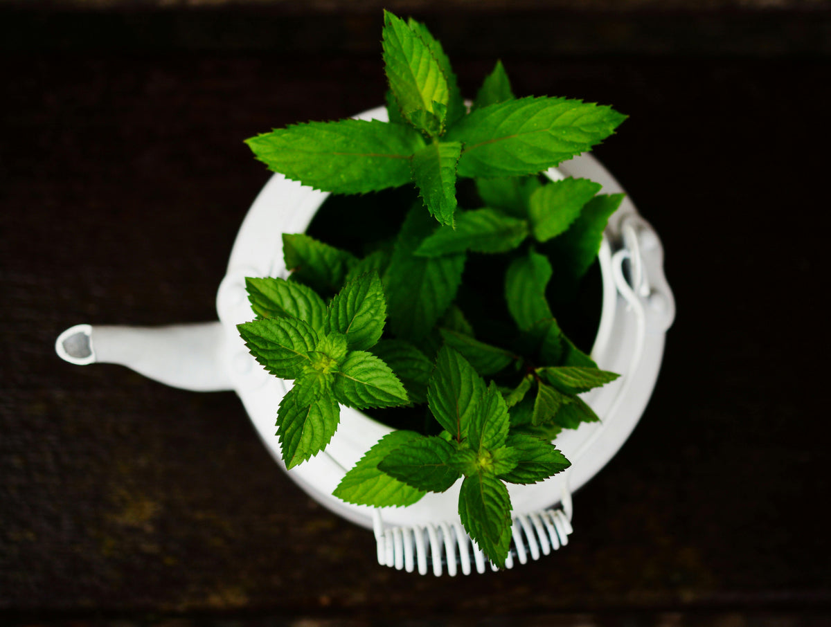Essaouira // Green, Mint, Tulsi